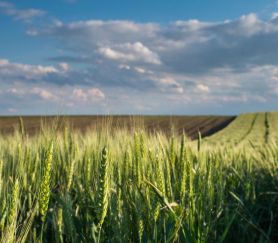 phosphoric market Mersne